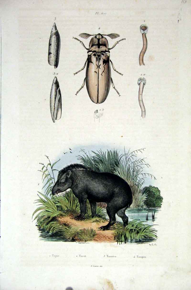 Original Old Antique Print 1839 H/C Natural History *677 Beetle & Taupin 19th