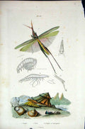 Original Old Antique Print 1839 H/C Natural History *708 By Baron Fries Etc 19th