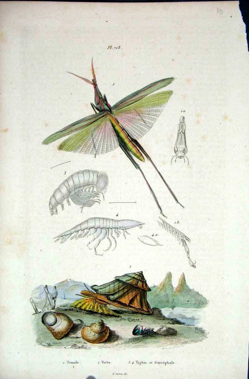 Original Old Antique Print 1839 H/C Natural History *708 By Baron Fries Etc 19th