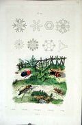 Original Old Antique Print 1839 H/C Natural History *404 Colourful Beetles 19th