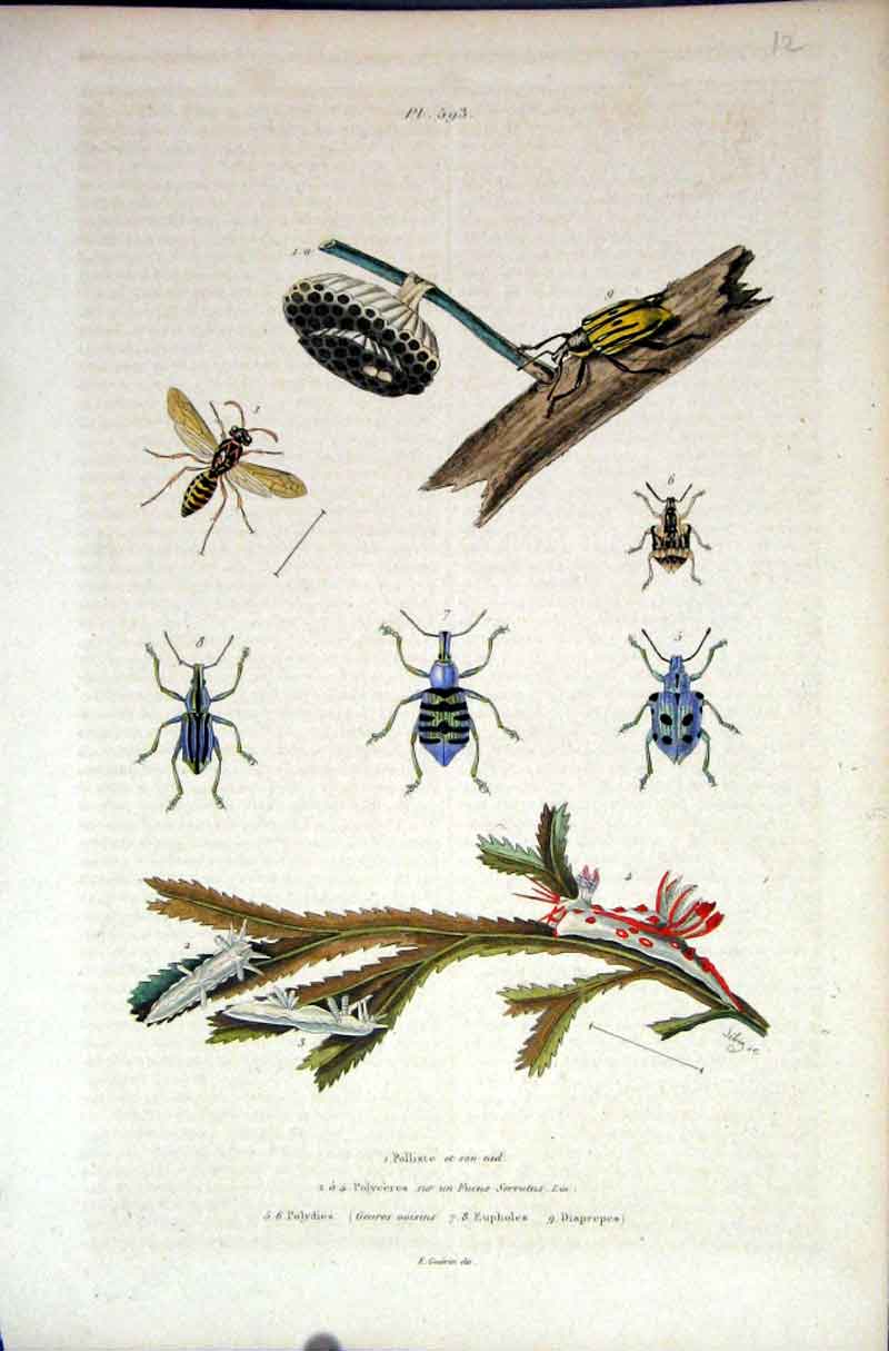 Old Antique Print 1839 H/C Natural History *593 By Baron Fries Etc Paris 19th