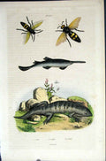 Old Antique Print 1839 H/C Natural History *655 By Baron Fries Etc Paris 19th