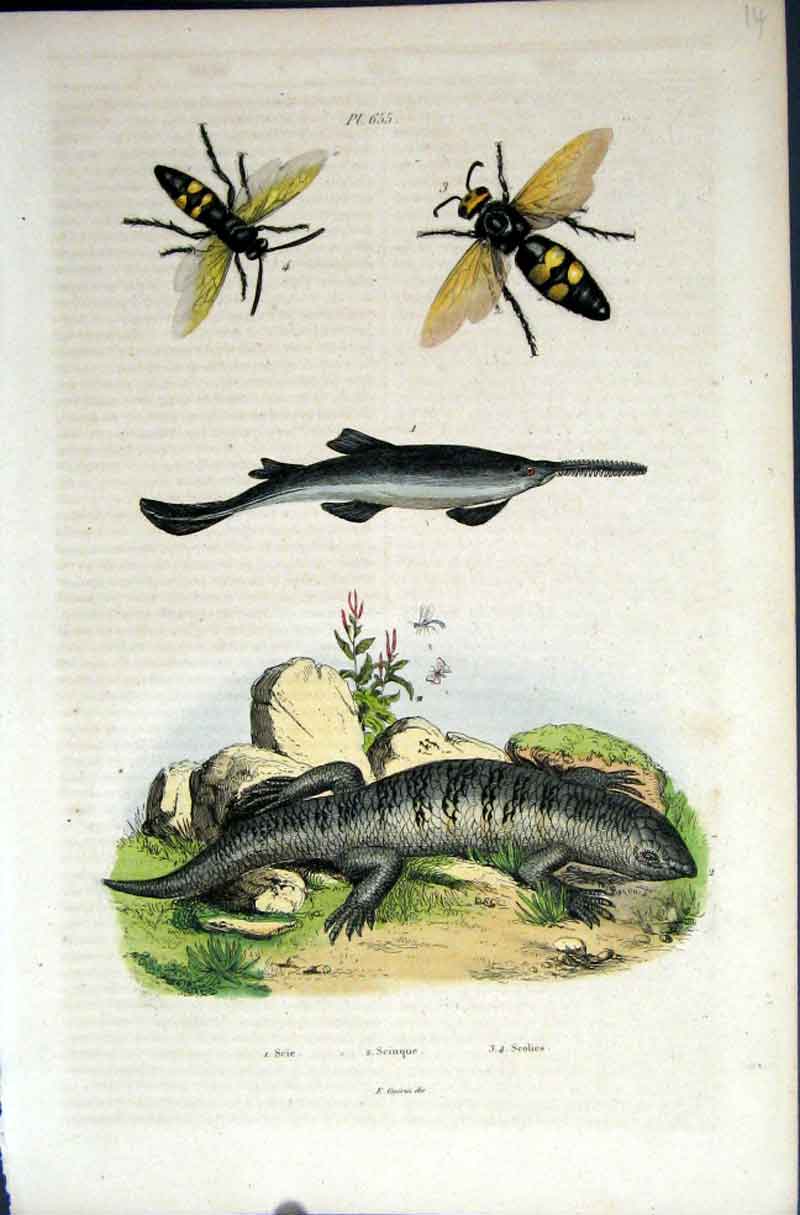 Old Antique Print 1839 H/C Natural History *655 By Baron Fries Etc Paris 19th