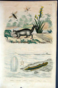 Original Old Antique Print 1839 H/C Natural History *048 Mammals & Fish 19th