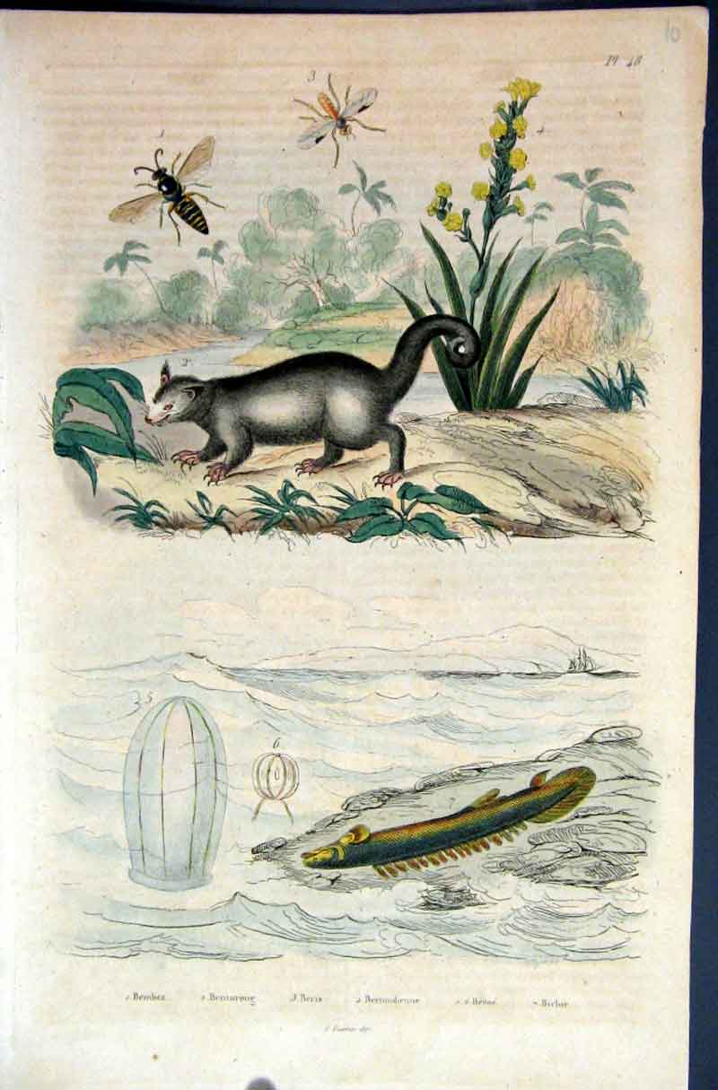 Original Old Antique Print 1839 H/C Natural History *048 Mammals & Fish 19th