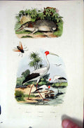 Original Old Antique Print 1839 H/C Natural History *676 Wild Life & Stork 19th
