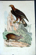 Original Old Antique Print 1839 H/C Natural History *007 Eagle & Agouti 19th