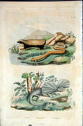 Original Old Antique Print 1839 H/C Natural History *106 Lizards & Armadillo