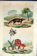 Original Old Antique Print 1839 H/C Natural History *112 Civet Cat & Botanical