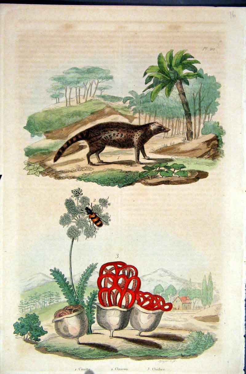 Original Old Antique Print 1839 H/C Natural History *112 Civet Cat & Botanical