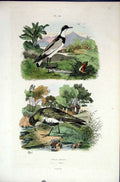 Original Old Antique Print 1839 H/C Natural History *584 Birds Plover Victorian