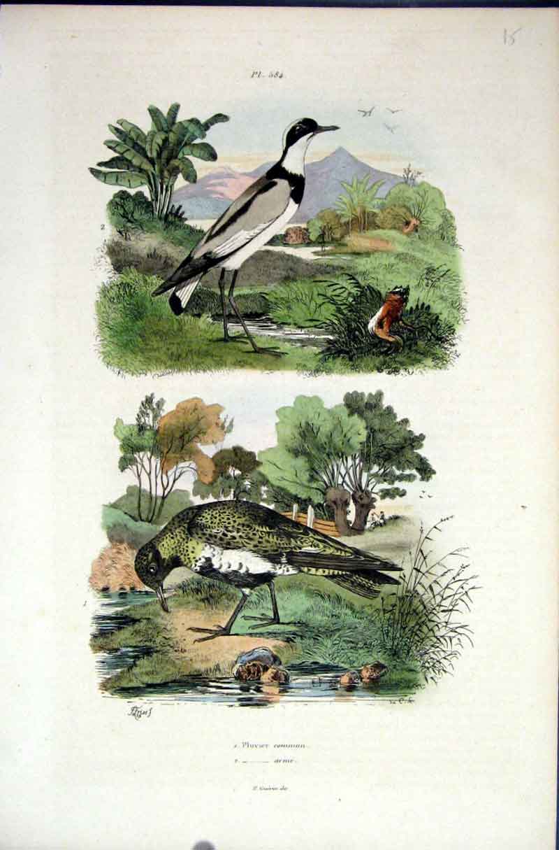 Original Old Antique Print 1839 H/C Natural History *584 Birds Plover Victorian