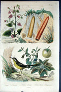 Original Old Antique Print 1839 H/C Natural History *047 Bird & Botanical 19th