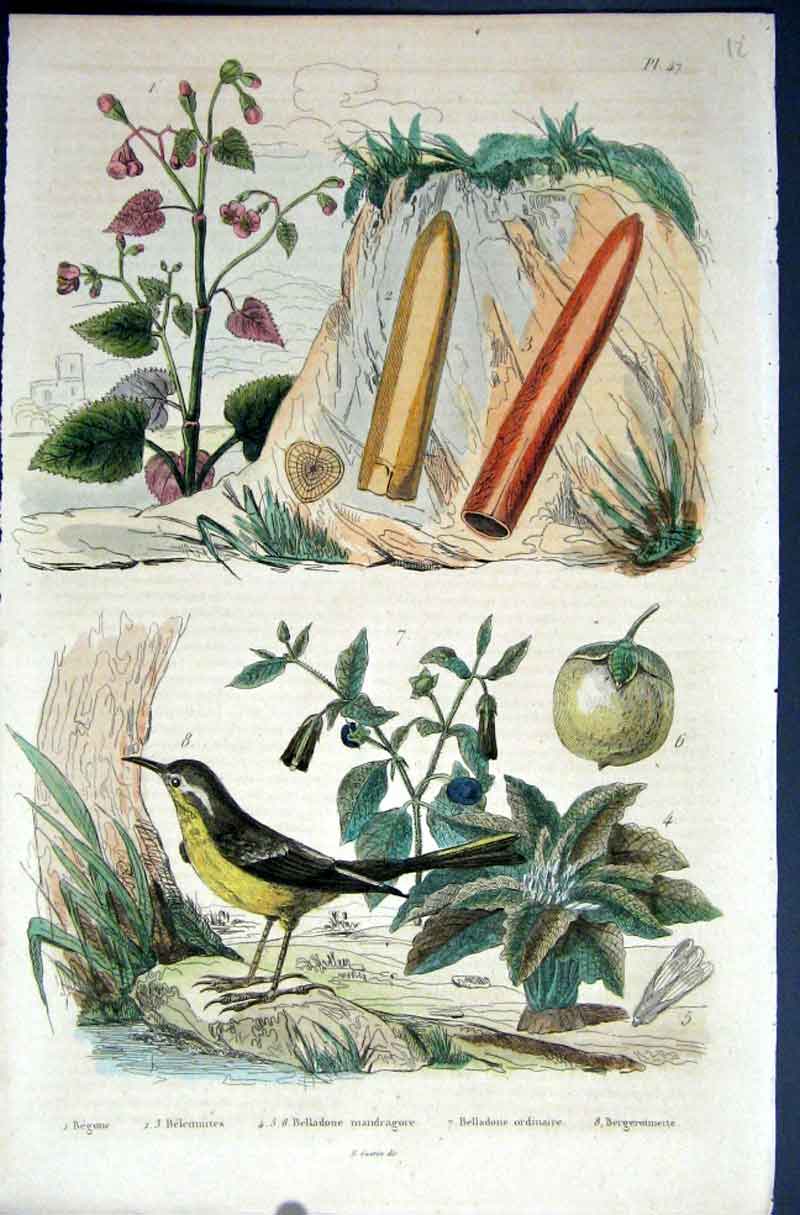 Original Old Antique Print 1839 H/C Natural History *047 Bird & Botanical 19th