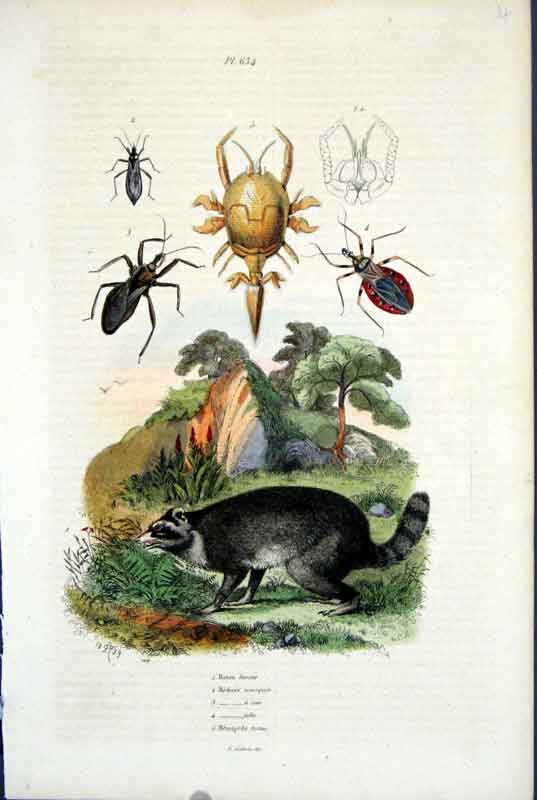 Original Old Antique Print 1839 H/C Natural History By Baron Fries Perdetti*634