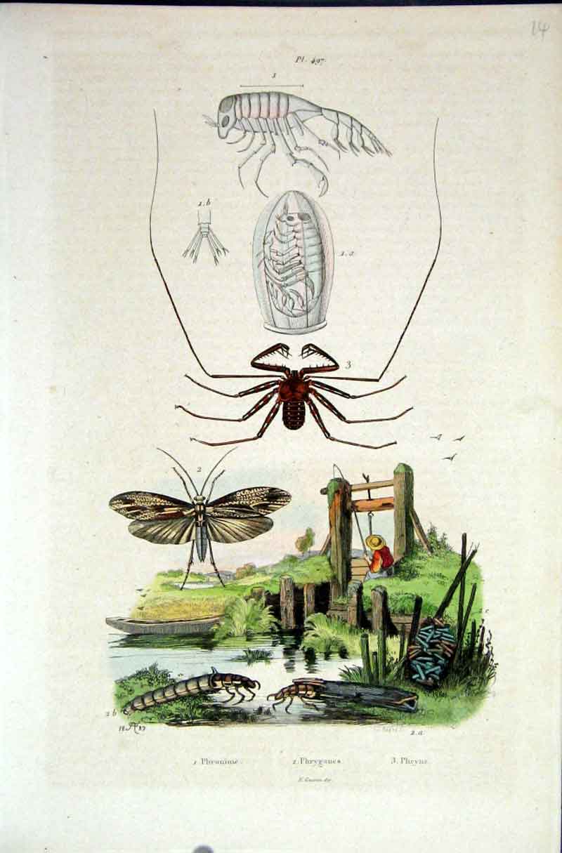 Original Old Antique Print 1839 H/C Natural History *497 Insects Water Scene