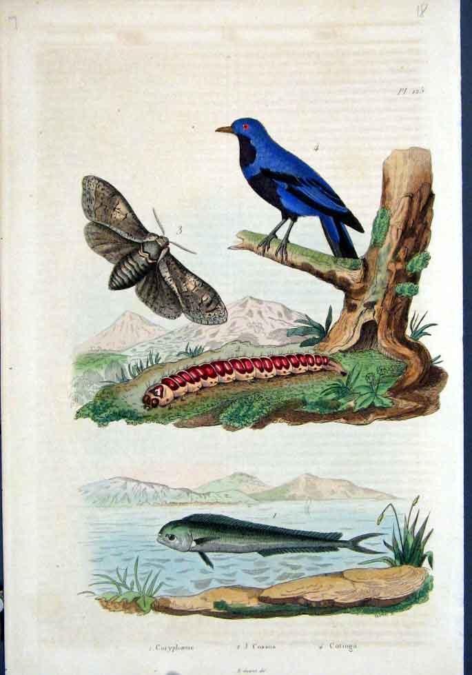 Original Old Antique Print *125 H/C Natural History By Baron Fries Perdetti 1839