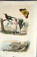 Original Old Antique Print 1839 H/C Natural History *119 Butterfly Bird & Fish