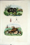 Original Old Antique Print 1839 H/C Natural History *467 Picari Pedere & Pegase