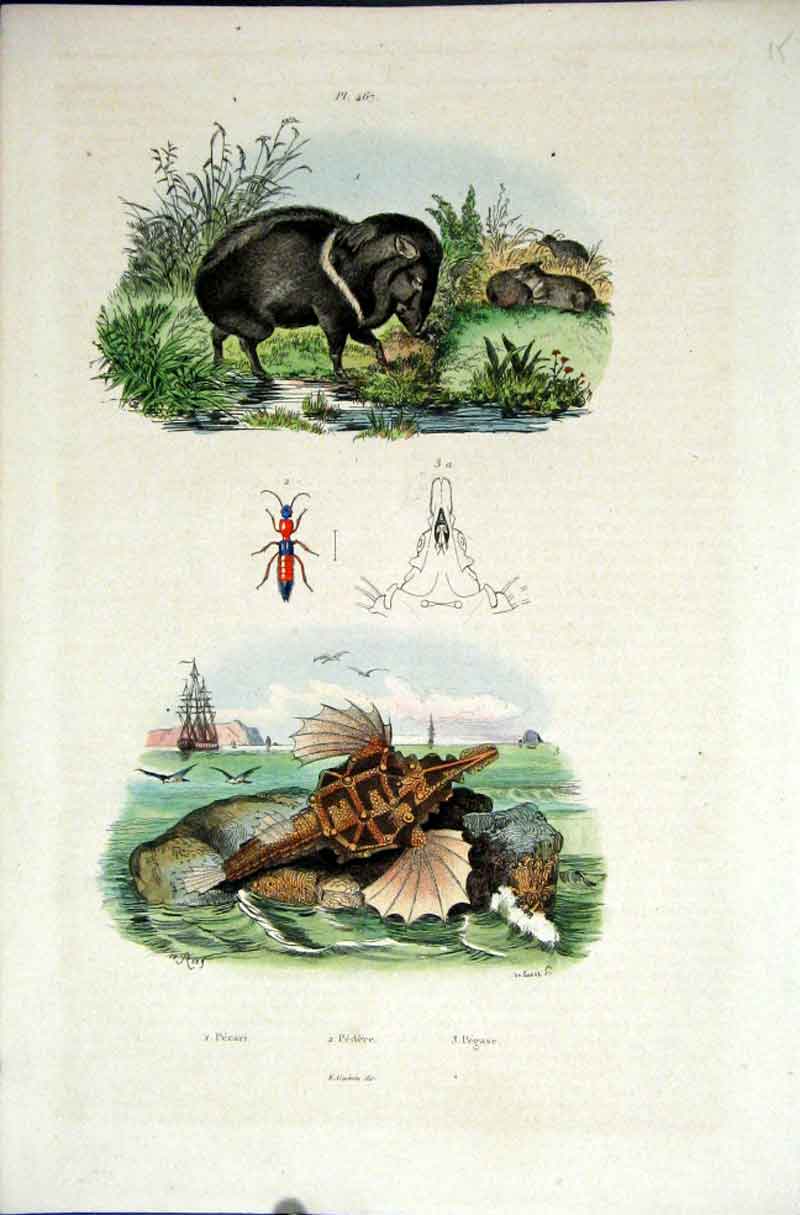 Original Old Antique Print 1839 H/C Natural History *467 Picari Pedere & Pegase
