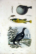 Original Old Antique Print 1839 H/C Natural History *685 Bird & Fish Victorian
