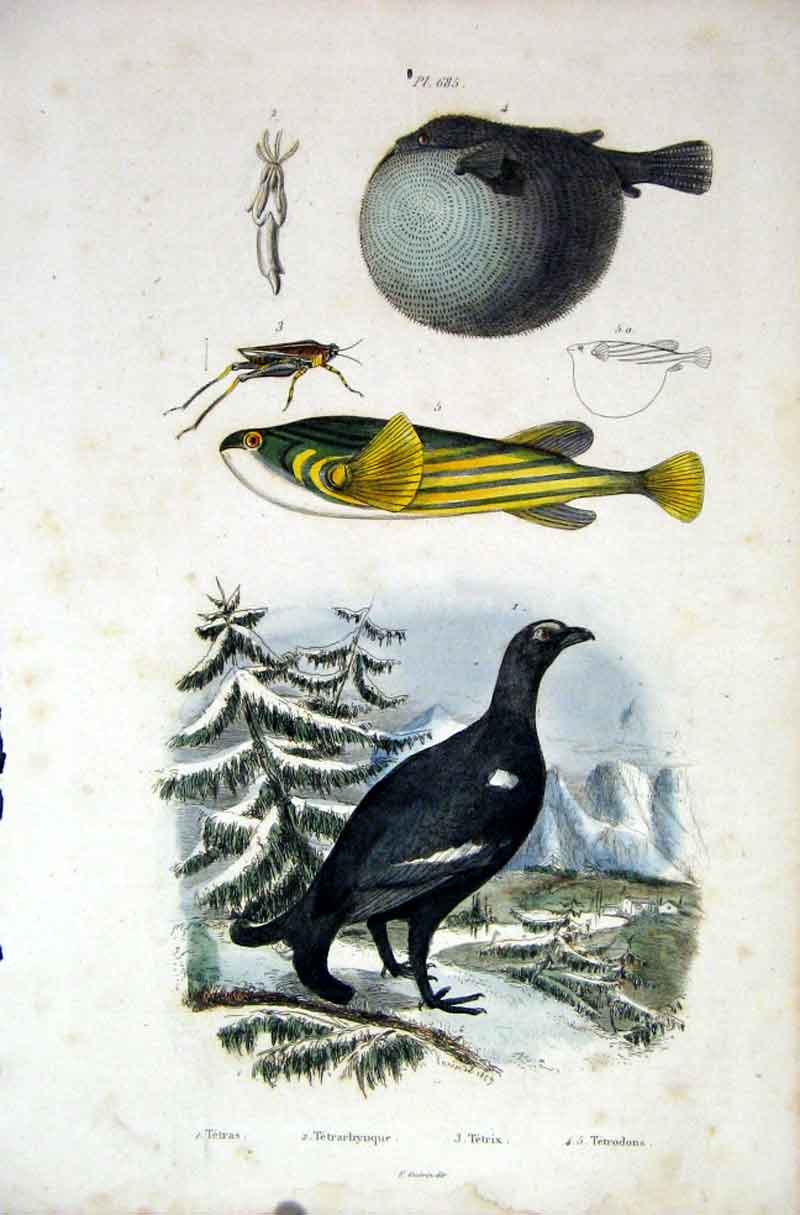 Original Old Antique Print 1839 H/C Natural History *685 Bird & Fish Victorian