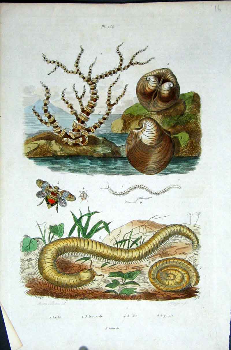 Original Old Antique Print 1839 H/C Natural History *254 Snails & Centepede 19th