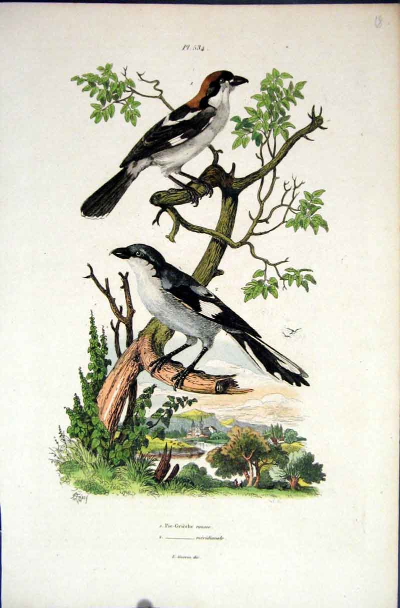 Original Old Antique Print 1839 H/C Natural History *534 Pie Catcher Bird 19th