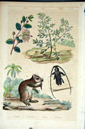 Old Antique Print 1839 H/C Natural History *073 Botanical Beetle & Rodent 19th