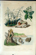 Old Antique Print 1839 H/C Natural History *072 Botanical Beetle & Sea Sh 19th