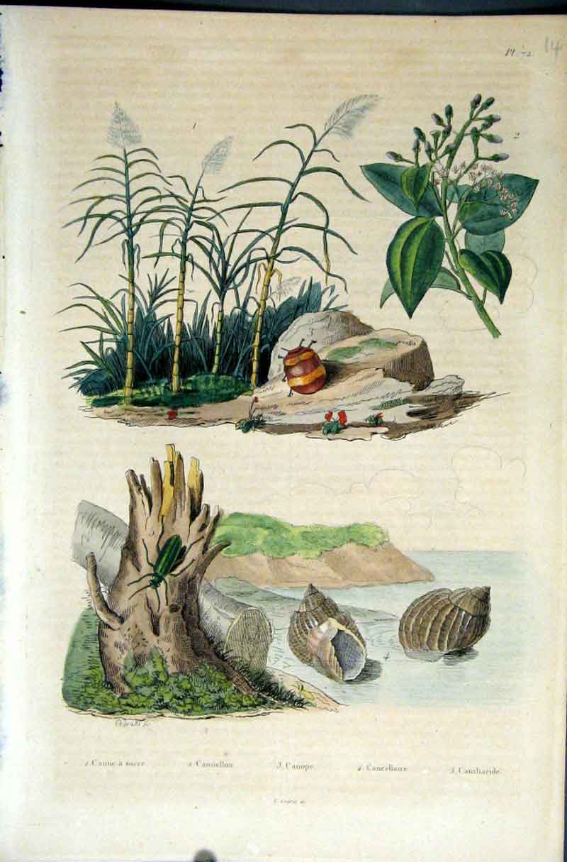 Old Antique Print 1839 H/C Natural History *072 Botanical Beetle & Sea Sh 19th
