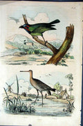 Original Old Antique Print 1839 H/C Natural History *043 Birds 19th