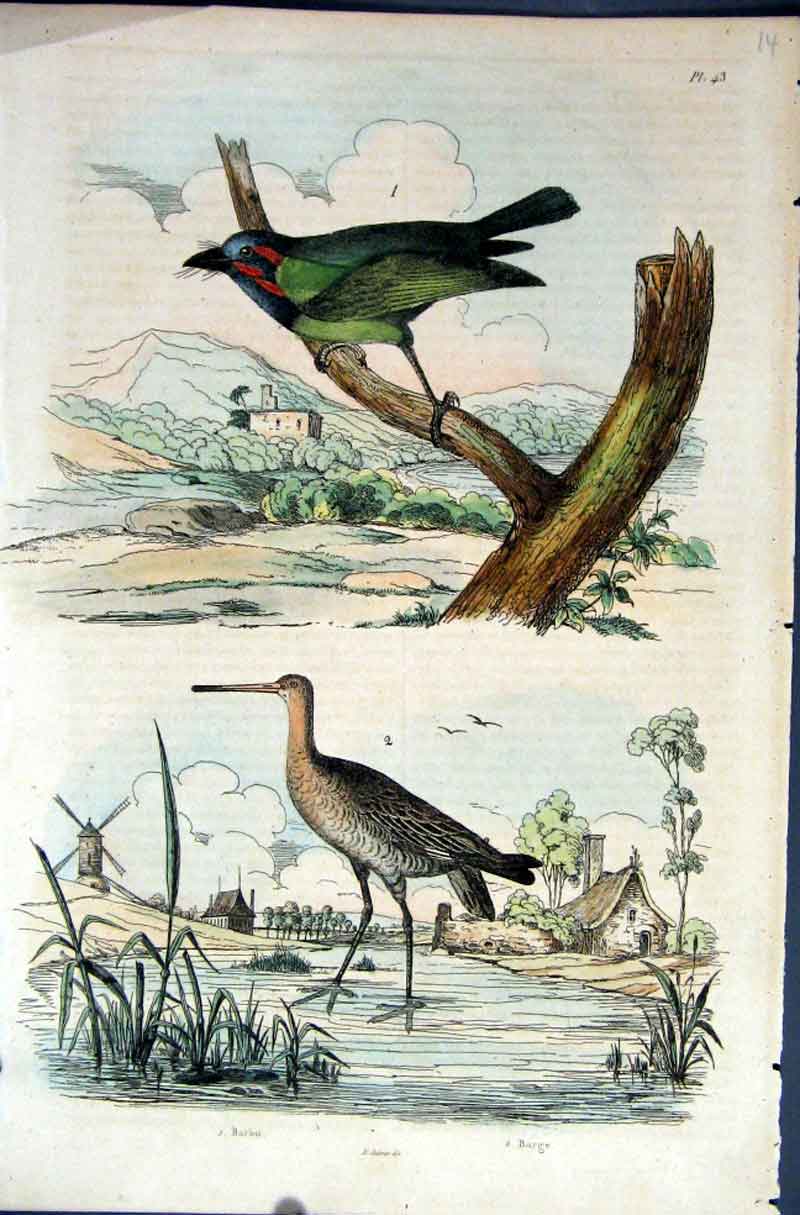 Original Old Antique Print 1839 H/C Natural History *043 Birds 19th