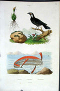 Original Old Antique Print 1839 H/C Natural History *197 Bird |& Fish Victorian