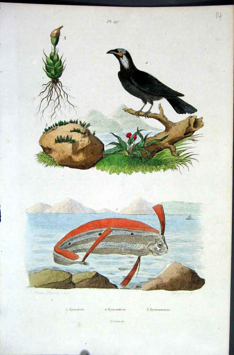 Original Old Antique Print 1839 H/C Natural History *197 Bird |& Fish Victorian