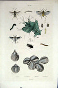 Original Old Antique Print 1839 H/C Natural History *680 Entomology & Sea Shells