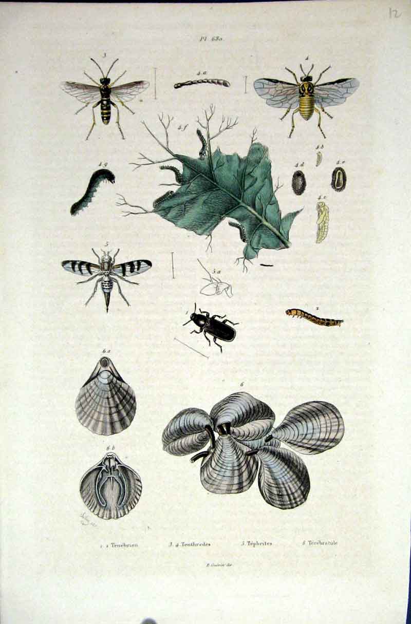 Original Old Antique Print 1839 H/C Natural History *680 Entomology & Sea Shells