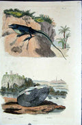 Original Old Antique Print 1839 H/C Natural History *025 Lizard & Oyster 19th