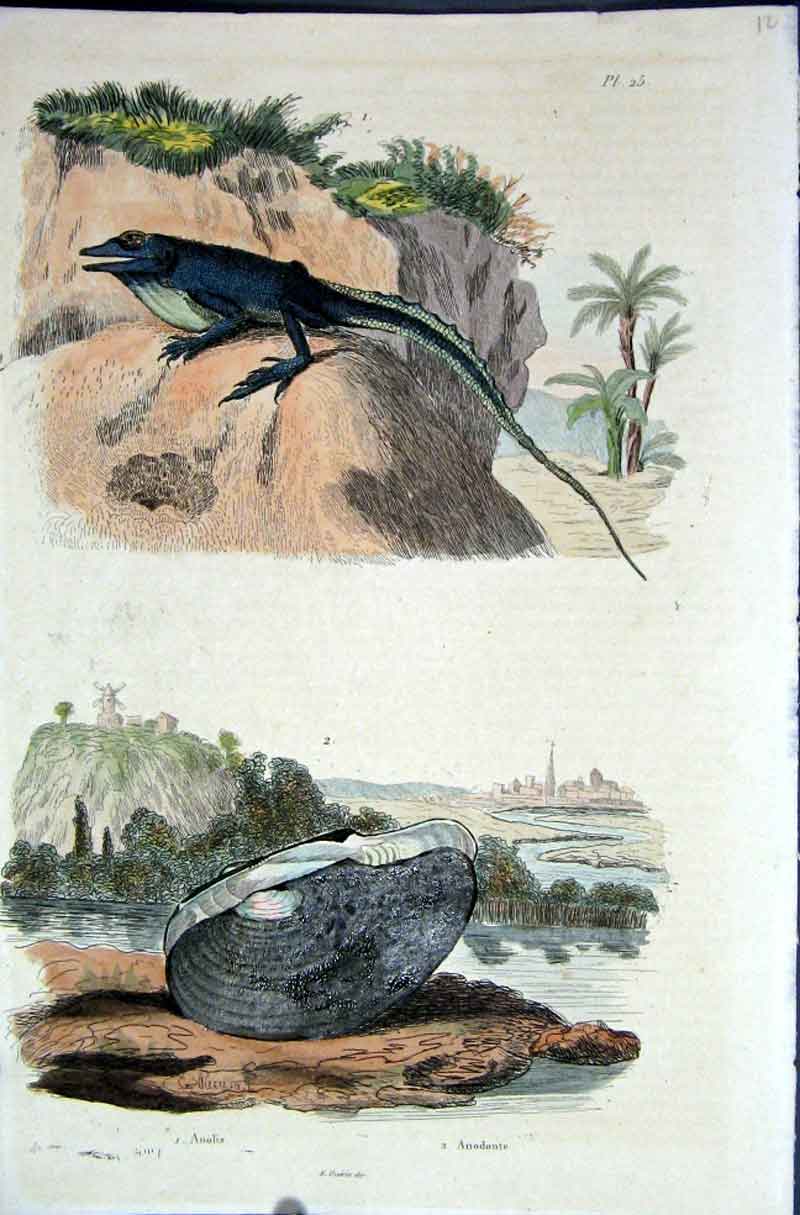 Original Old Antique Print 1839 H/C Natural History *025 Lizard & Oyster 19th