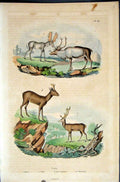 Original Old Antique Print 1839 H/C Natural History *089 Three Types Deer 19th