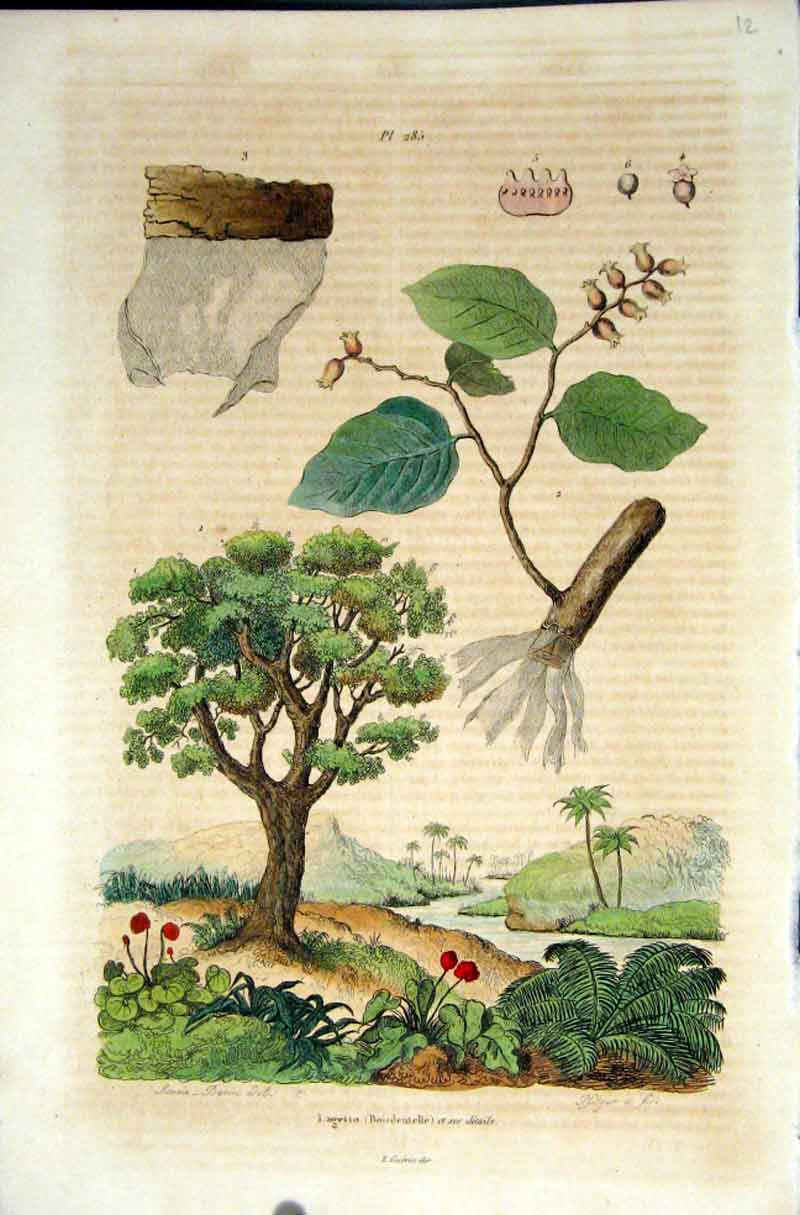 Old Antique Print 1839 H/C Natural History *285 Botanical By Acarie Baron 19th