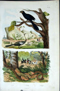 Original Old Antique Print 1839 H/C Natural History *022 Birds & Snake Victorian
