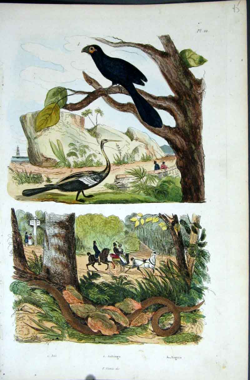 Original Old Antique Print 1839 H/C Natural History *022 Birds & Snake Victorian
