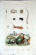 Original Old Antique Print 1839 H/C Natural History *425 Aquatic Life Victorian