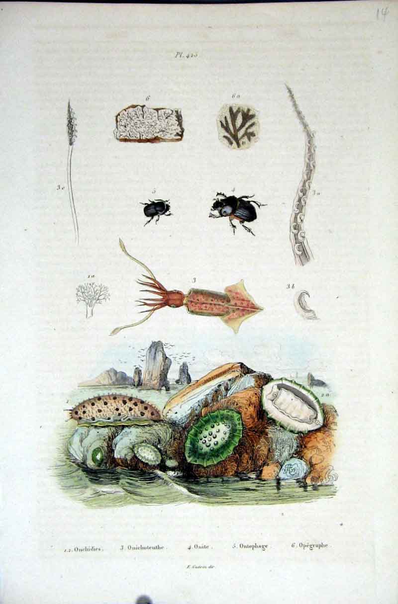 Original Old Antique Print 1839 H/C Natural History *425 Aquatic Life Victorian