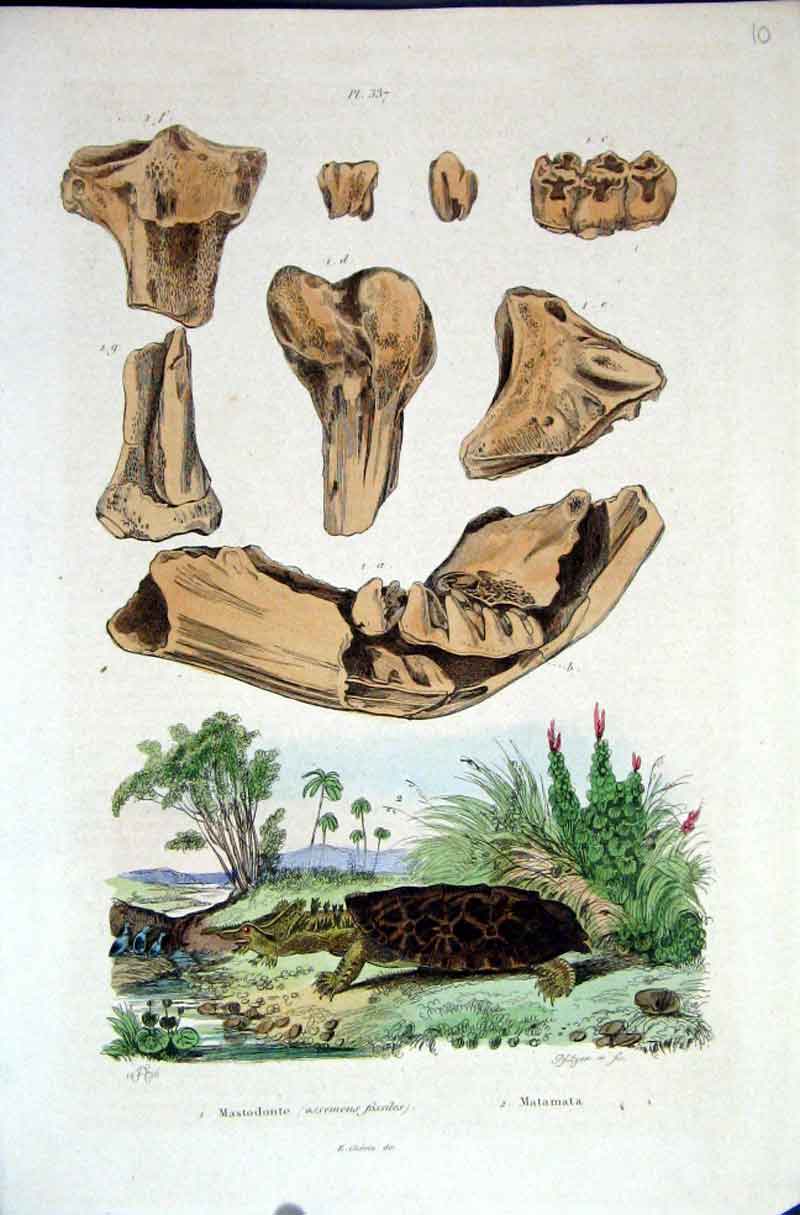 Original Old Antique Print 1839 H/C Natural History *416 Crab & Bird Victorian