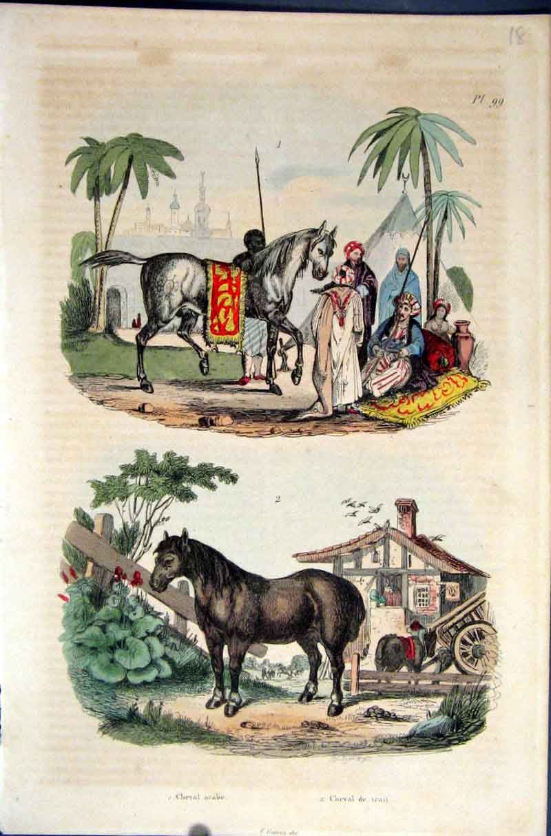 Original Old Antique Print 1839 H/C Natural History *099 Horses Rich & Poor 19th