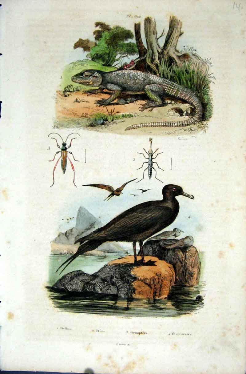 Original Old Antique Print 1839 H/C Natural History *670 Lizard & Sea Bird 19th