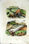 Original Old Antique Print 1839 H/C Natural History *Water Snake & Fish 19th