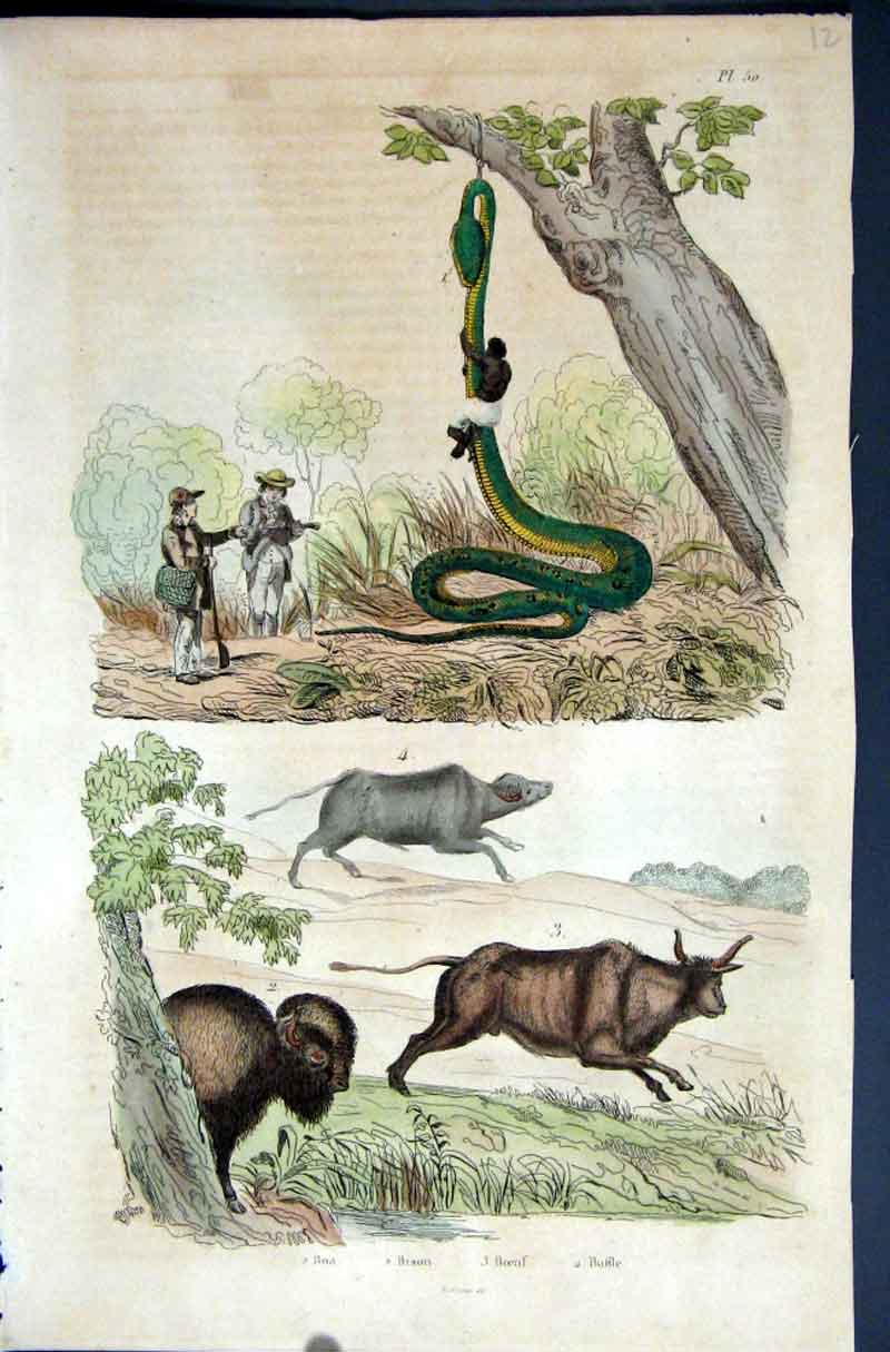 Original Old Antique Print 1839 H/C Natural History *050 Boa Constrictor Cattle